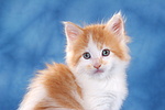 katzenfotos maine_coon