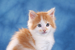 katzenfotos maine_coon