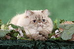 katzenfotos perser_colourpoint