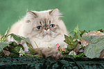 katzenfotos perser_colourpoint