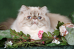 katzenfotos perser_colourpoint