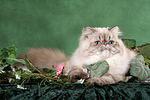 katzenfotos perser_colourpoint
