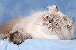 katzenfotos perser_colourpoint