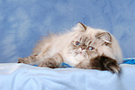 katzenfotos perser_colourpoint