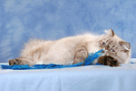 katzenfotos perser_colourpoint
