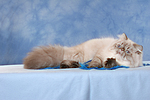 katzenfotos perser_colourpoint