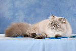 katzenfotos perser_colourpoint