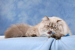 katzenfotos perser_colourpoint