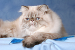katzenfotos perser_colourpoint