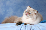 katzenfotos perser_colourpoint