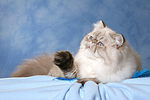 katzenfotos perser_colourpoint
