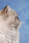 katzenfotos perser_colourpoint