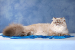 katzenfotos perser_colourpoint