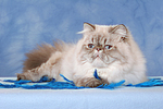 katzenfotos perser_colourpoint
