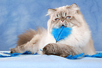 katzenfotos perser_colourpoint