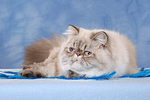 katzenfotos perser_colourpoint