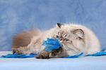 katzenfotos perser_colourpoint