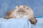 katzenfotos perser_colourpoint