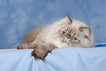 katzenfotos perser_colourpoint