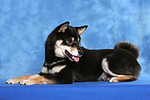 hundefotos shiba_inu