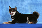 hundefotos shiba_inu