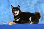 hundefotos shiba_inu