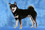 hundefotos shiba_inu