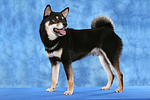 hundefotos shiba_inu