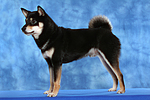 hundefotos shiba_inu
