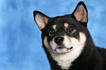 hundefotos shiba_inu