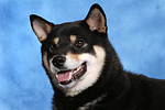 hundefotos shiba_inu