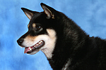 hundefotos shiba_inu