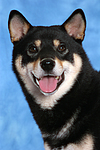 hundefotos shiba_inu