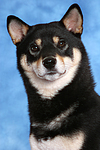 hundefotos shiba_inu