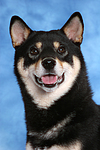 hundefotos shiba_inu