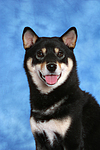 hundefotos shiba_inu