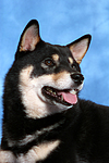 hundefotos shiba_inu