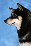 hundefotos shiba_inu