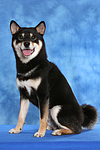 hundefotos shiba_inu