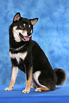 hundefotos shiba_inu