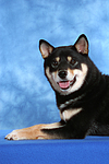 hundefotos shiba_inu