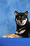 hundefotos shiba_inu