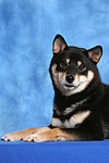 hundefotos shiba_inu
