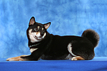 hundefotos shiba_inu