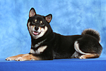 hundefotos shiba_inu