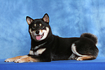 hundefotos shiba_inu