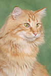 katzenfotos norwegische_waldkatze