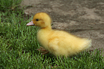 vogelfotos ente_-_warzenente