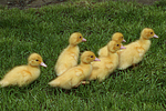 vogelfotos ente_-_warzenente