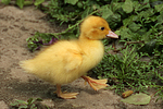 vogelfotos ente_-_warzenente